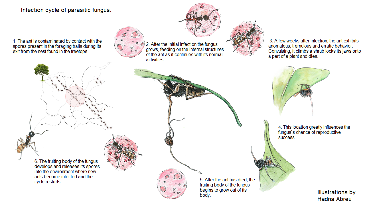 Do zombie ant fungi turn their hosts into light seekers? ppbio.inpa